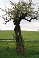 Ein hohler Apfelbaum, der aber dennoch jährlich Früchte trägt. Standort Nähe Rösslerhof