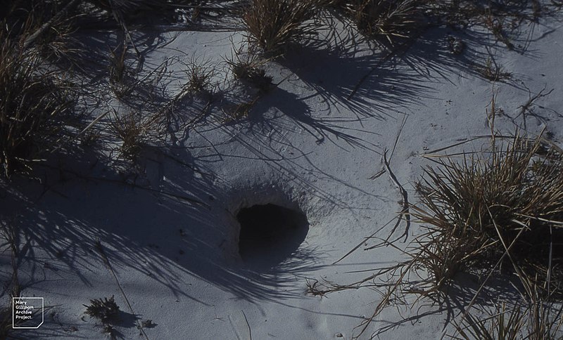 File:Hole of land crab in oolitic sand. Little San Salvador (24998467598).jpg