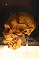 Homo heidelbergensis