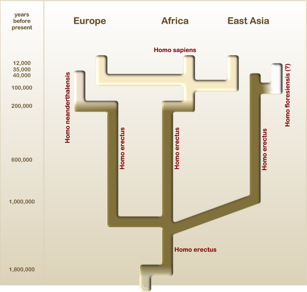 File:Homo lumper (english).png