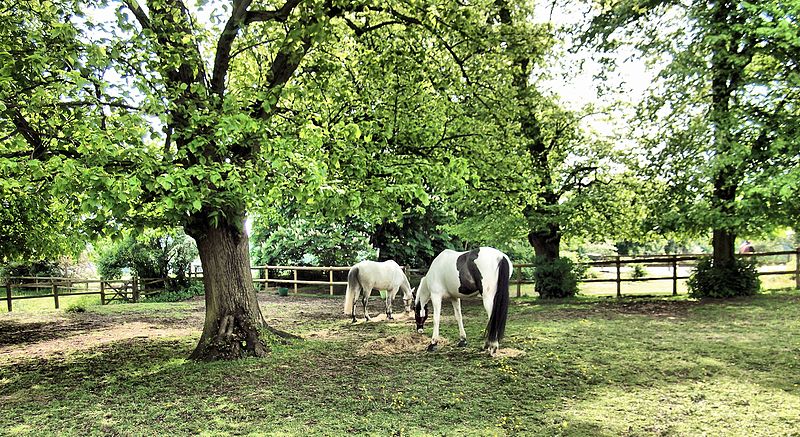 File:Horses Grazing Near Ham House, Richmond - London. (14116440054).jpg