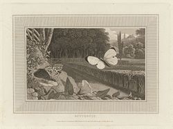 Illustration from Interesting Selections from Animated Nature, 1809