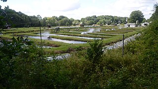 Dambruget Hovborg Fiskeri