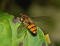 Episyrphus balteatus (Syrphidae)