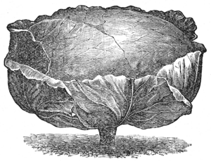 BURPEE’S SHORT-STEM DRUMHEAD CABBAGE.