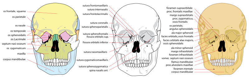 File:Human skull front complete.svg