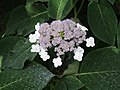 Hydrangea sargentiana, Hortensja Sargenta, 2016-07-23