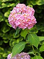 Hydrangea macrophylla 'Otaksa', Hortensja ogrodowa 'Otaksa', 2018-06-10