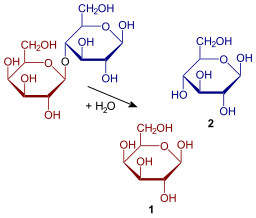 Hydrolysis of lactose