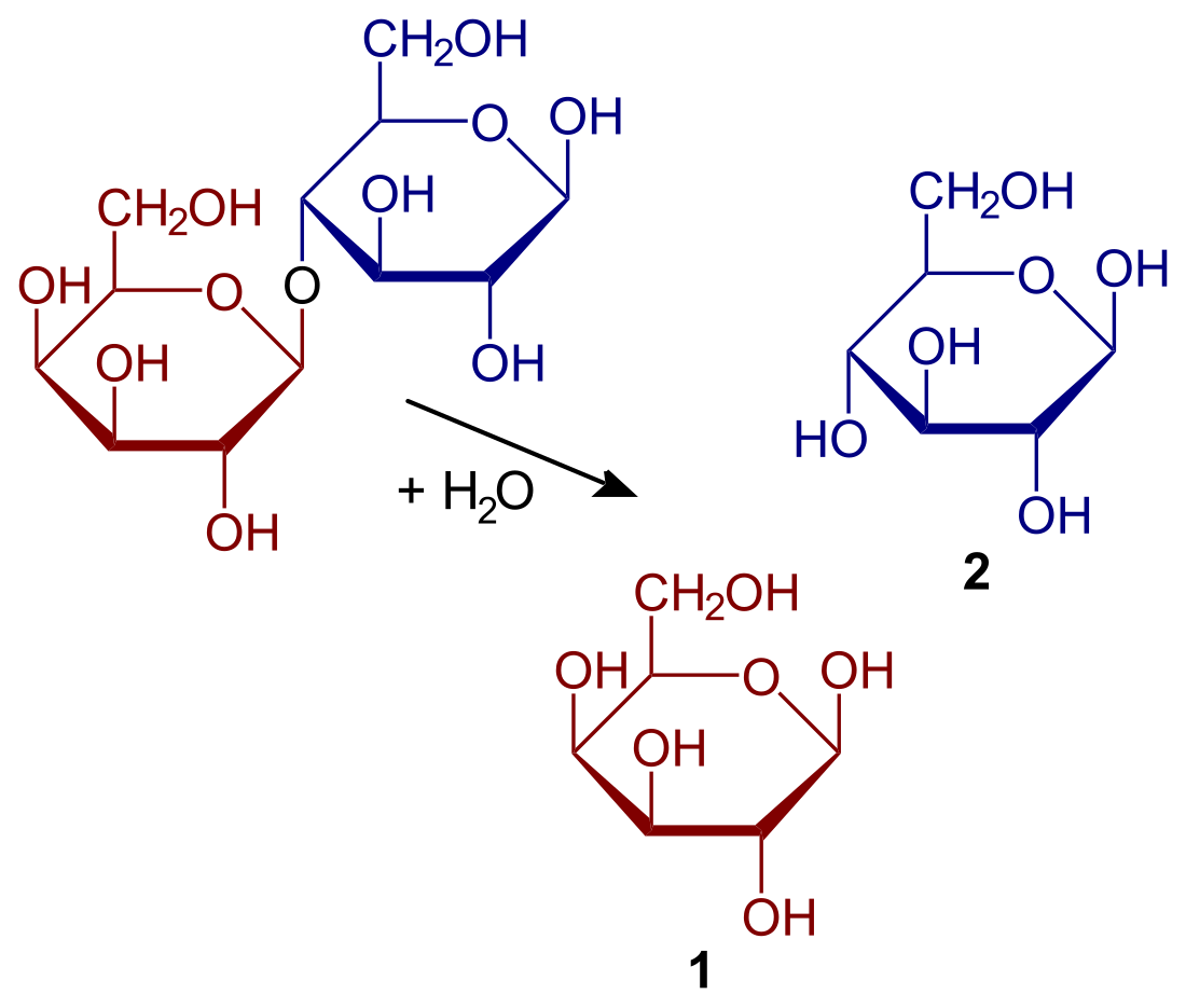 Lactosa