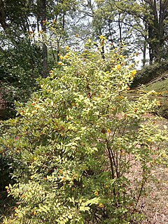 <i>Hypericum uralum</i> Species of flowering plant in the St Johns wort family Hypericaceae