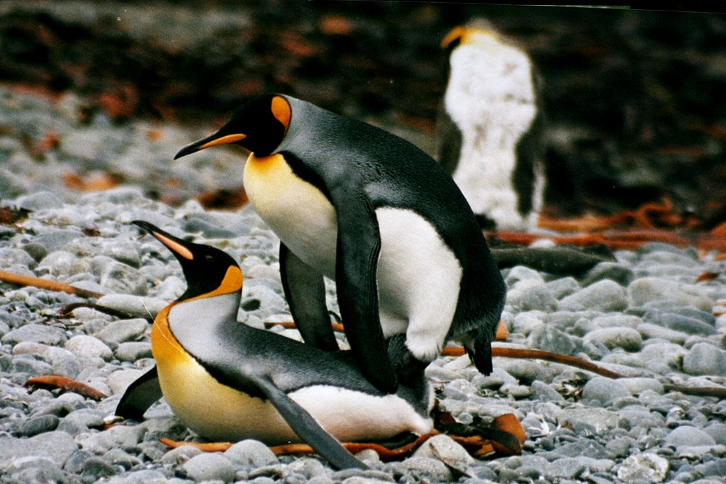 King Penguin on Macquarie Island., King Penguin in front of…