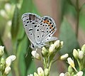 Lupine Blue Plebejus lupini (Boisduval, 1869)