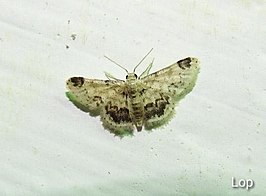 Idaea micra