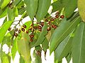 Miniatura para Ilex chinensis