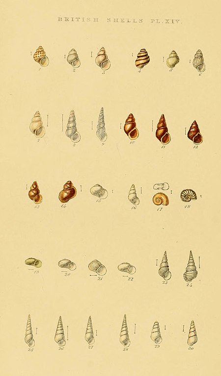 Tập_tin:Illustrated_Index_of_British_Shells_Plate_14.jpg