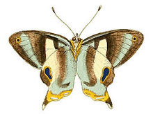 Иллюстрации экзотической энтомологии Erycina Baucis under.jpg