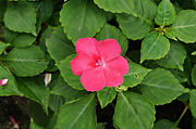 Impatiens walleriana Mai địa thảo