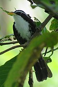 Hind Scimitar babbler (kesilgan) .JPG