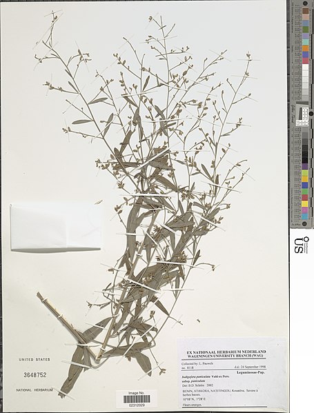 File:Indigofera paniculata-NMNH-13322984.jpg