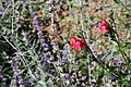 Insecte butinant dans le jardin d'amis