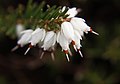 Losbaum (Clerodendrum)