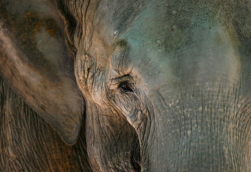 File:Into the Eye of the Elephant (4529149455).jpg