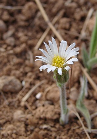 <i>Inulopsis</i> Genus of flowering plants