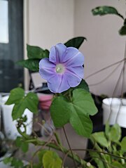 Wild form Ipomoea nil wild.jpg