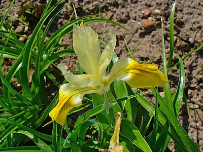 Iris bucharica Flower