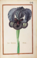 Iris susiana maior, 1624. Recueil de fleurs et d'insectes dessinés et peints sur vélin