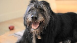 Irish Wolfhound mix, panting.ogv