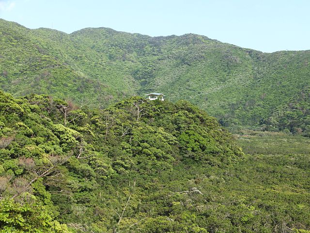 Mangrove native forest in Amami Island