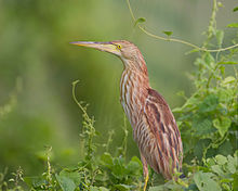 Yellow bittern Ixobrychus sinensis - Bueng Boraphet.jpg