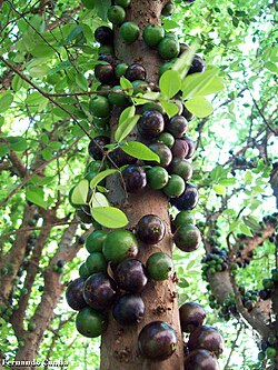 Jabuticaba crecendo