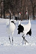 Japanse kraanvogels in Akan International Crane Centre, -24 februari 2012 a.jpg