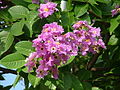 Thumbnail for Lagerstroemia speciosa