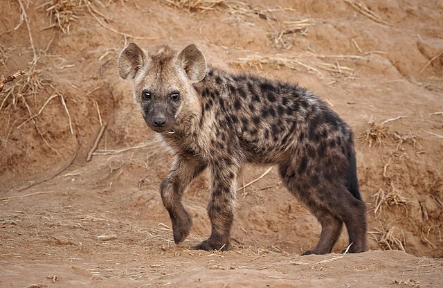 Jonge gevlekte hyena