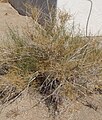 Joshua Tree National Park - Cheesebush (Hymenoclea salsola)