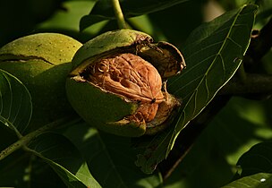 Juglans regia (walnut)