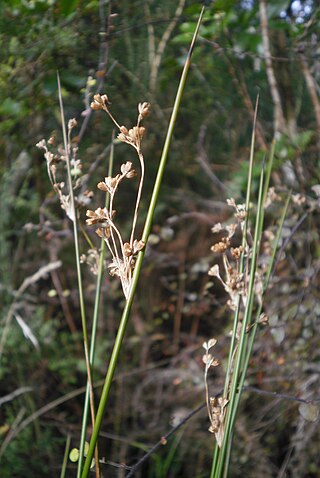 <i>Juncus edgariae</i> Species of grass