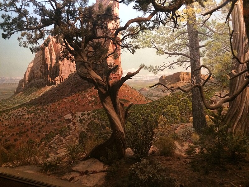 File:Juniper Forest, Hall of North American Forests, AMNH.JPG