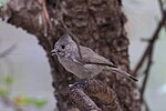 Thumbnail for File:Juniper Titmouse D &amp; Y Walker House Paradise AZ 2015-08-30at12-42-5710 (47018390864).jpg