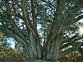 Tree, near Prescott, Arizona