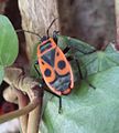 Ordnung:Schnabelkerfe‎ Familie:Feuerwanzen Art:Pyrrhocoris apterus Geschlecht:Fehlt noch