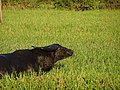 Kakadu buffallo