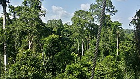 KakumNationalPark ForestReserve06.jpg