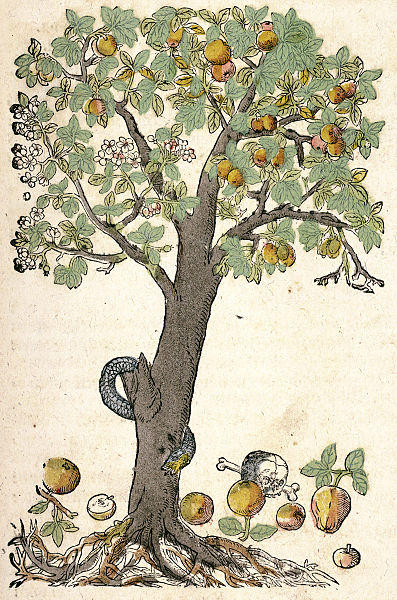 File:Kandel Bild aus Kreütterbuch Hieronymus Bock.jpg