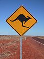 Pericolo canguri. Australia.