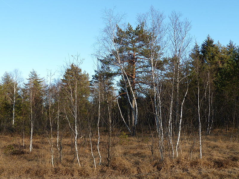 File:Kaprun Moor, Kaprun, Land Salzburg 05.JPG